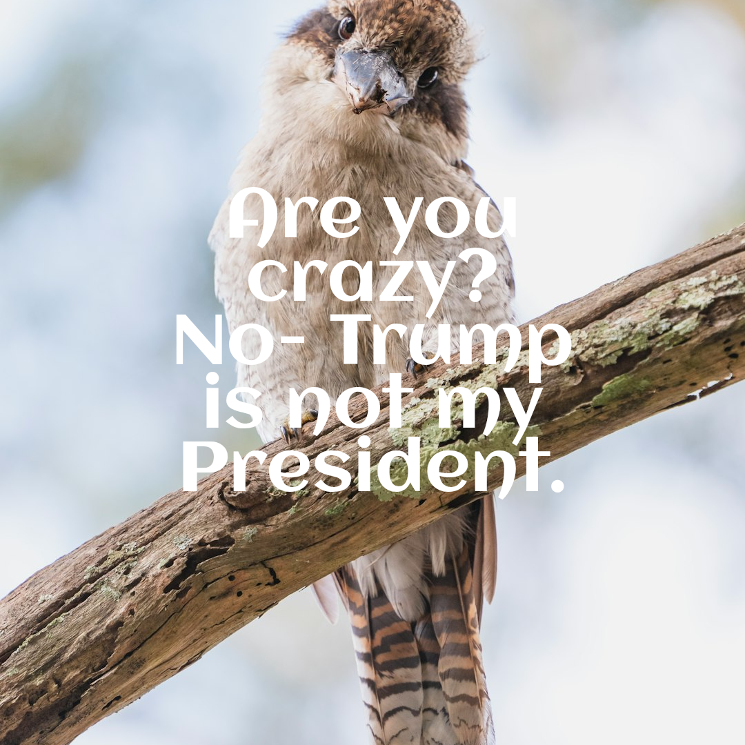 Photo of a bird on branch, with a caption 'Not my president'